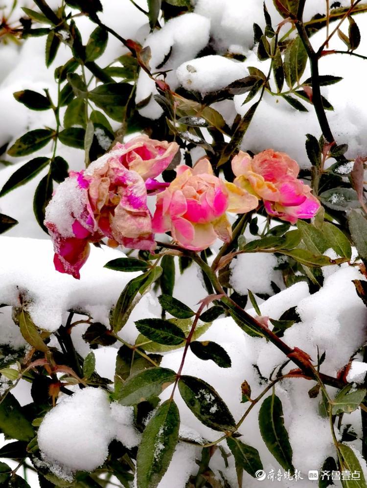 雪中的蔷薇木香，红艳艳的挺漂亮