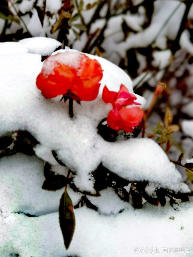 雪中的蔷薇木香，红艳艳的挺漂亮