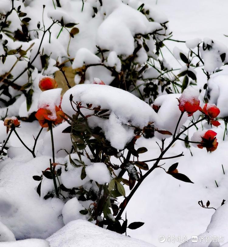 雪中的蔷薇木香，红艳艳的挺漂亮