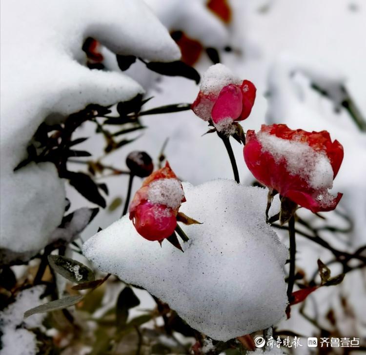 雪中的蔷薇木香，红艳艳的挺漂亮