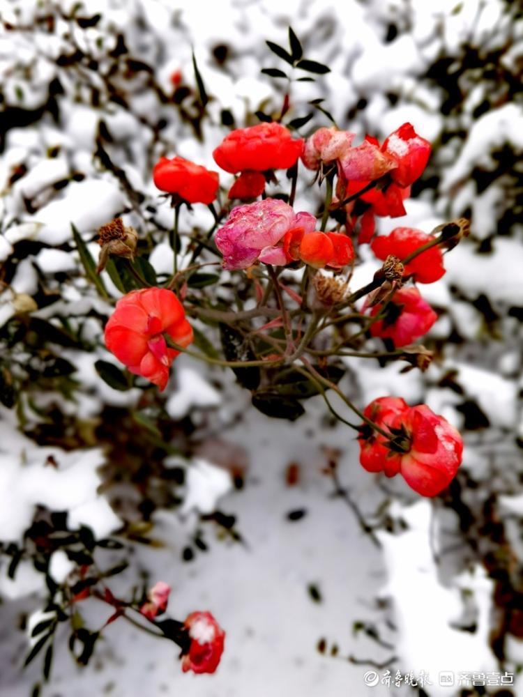 雪中的蔷薇木香，红艳艳的挺漂亮