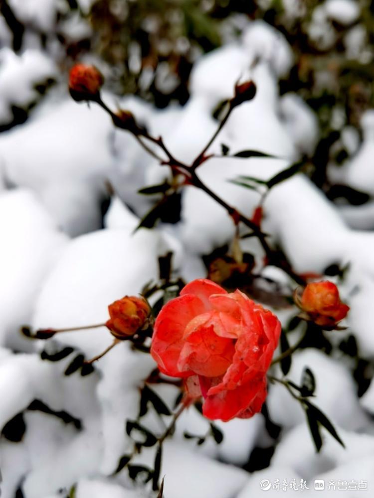 雪中的蔷薇木香，红艳艳的挺漂亮