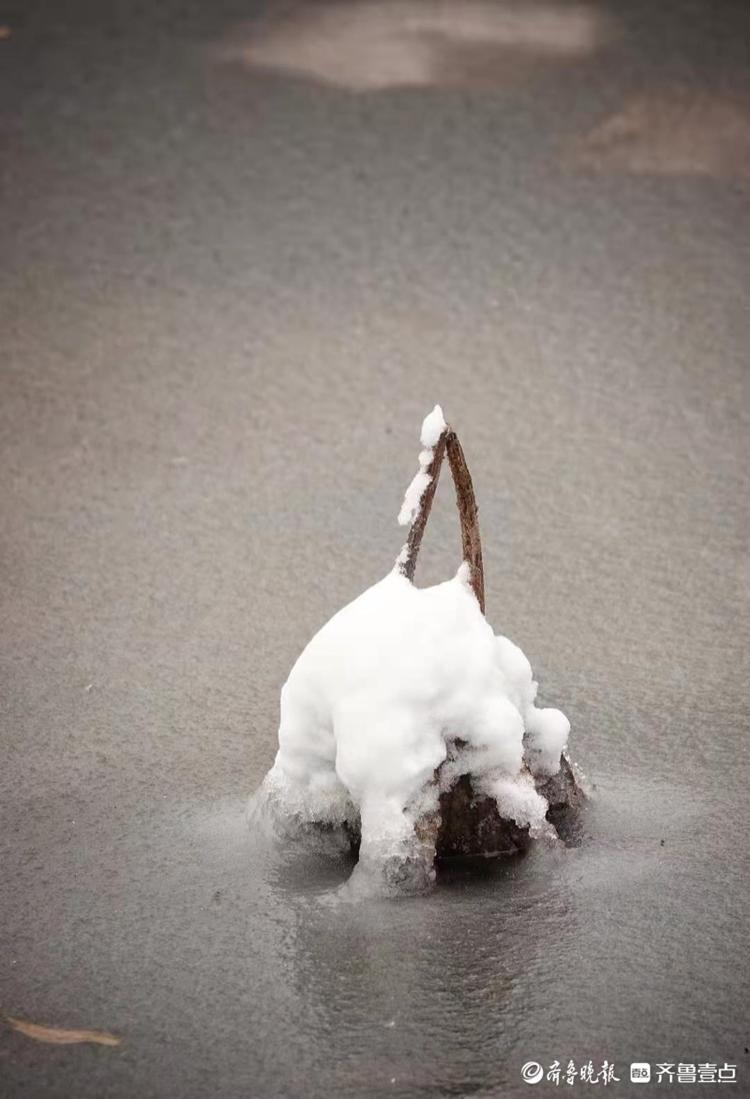 雪后的残荷别有一番韵味