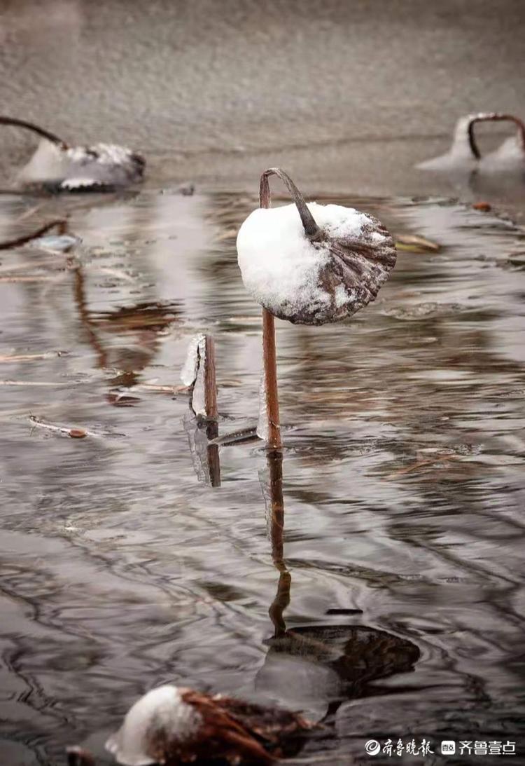 雪后的残荷别有一番韵味