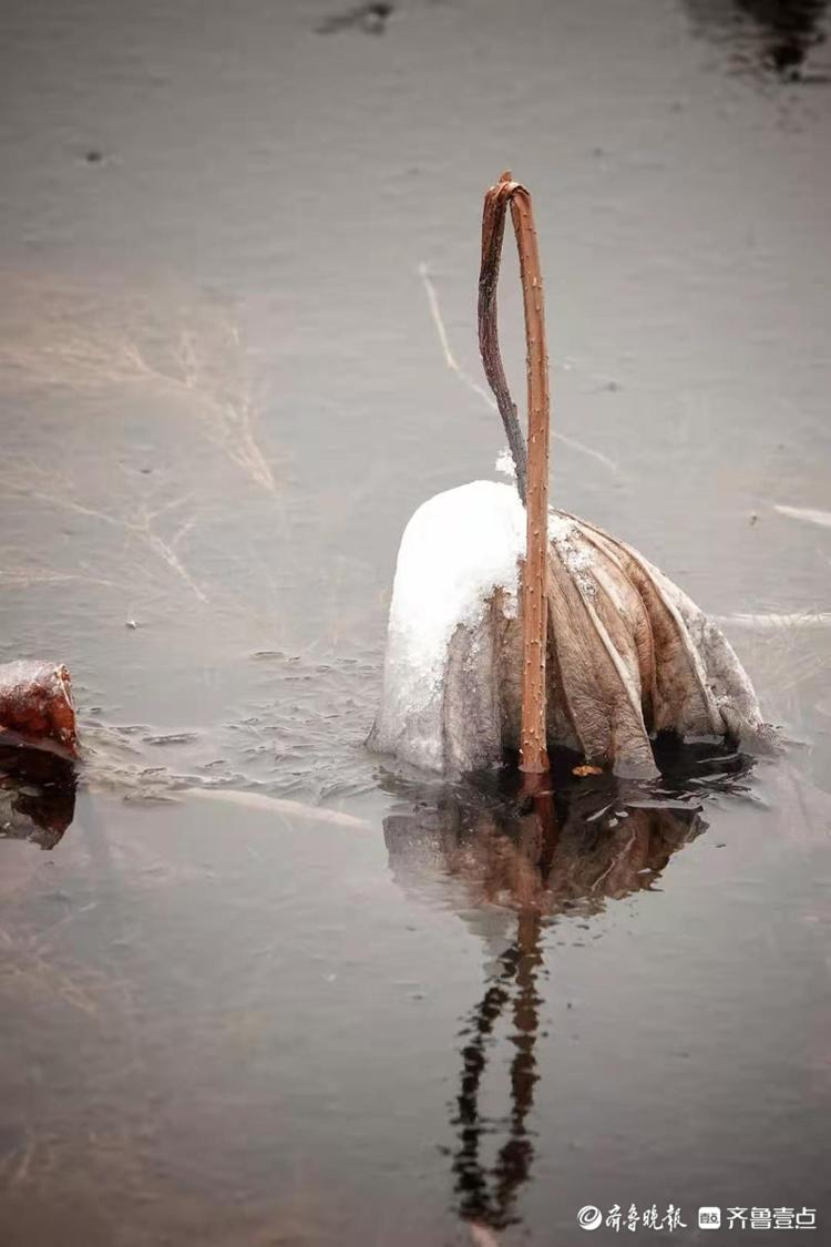 雪后的残荷别有一番韵味