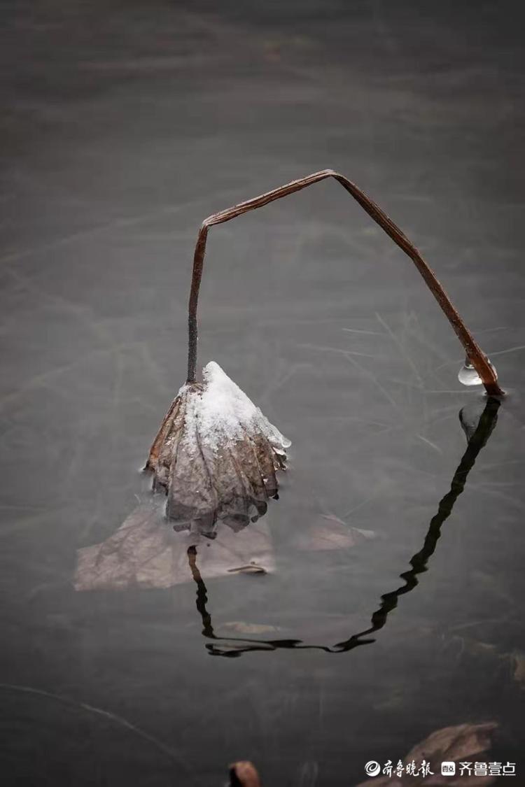 雪后的残荷别有一番韵味