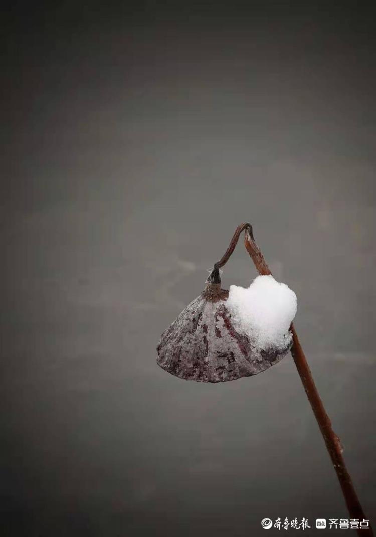 雪后的残荷别有一番韵味