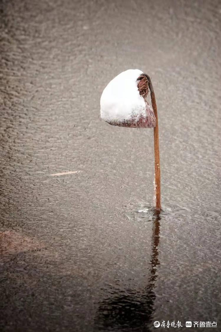 雪后的残荷别有一番韵味