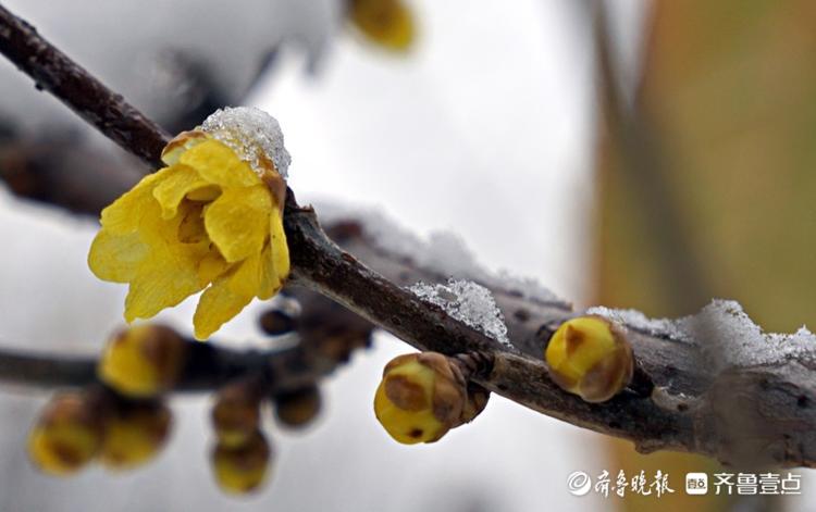 千佛山公园里，腊梅映雪