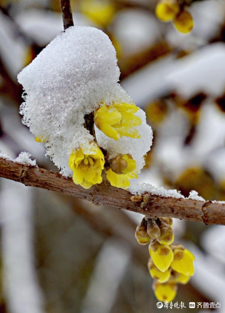 千佛山公园里，腊梅映雪
