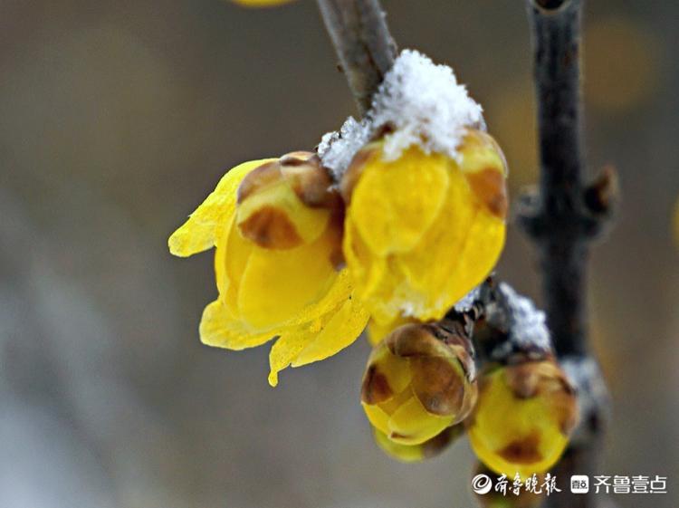 千佛山公园里，腊梅映雪