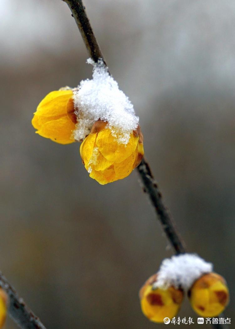 千佛山公园里，腊梅映雪