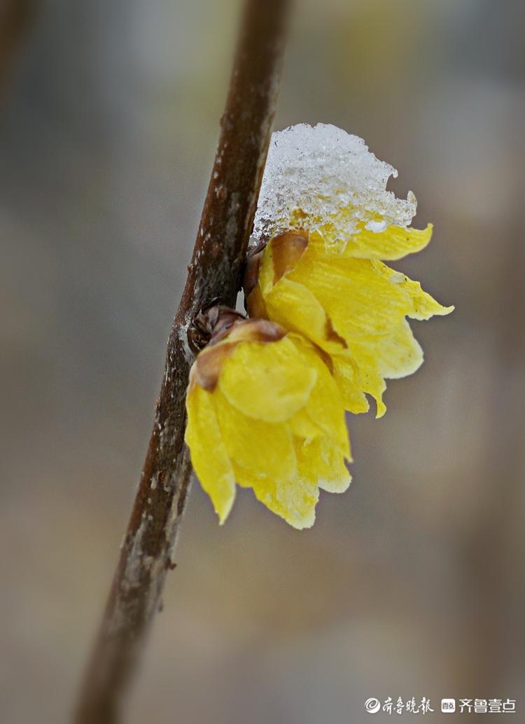 千佛山公园里，腊梅映雪