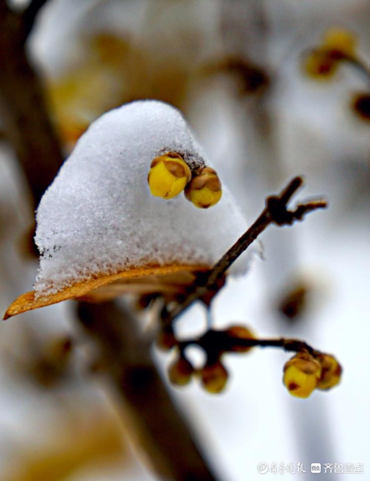 千佛山公园里，腊梅映雪