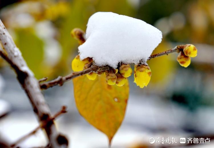 千佛山公园里，腊梅映雪