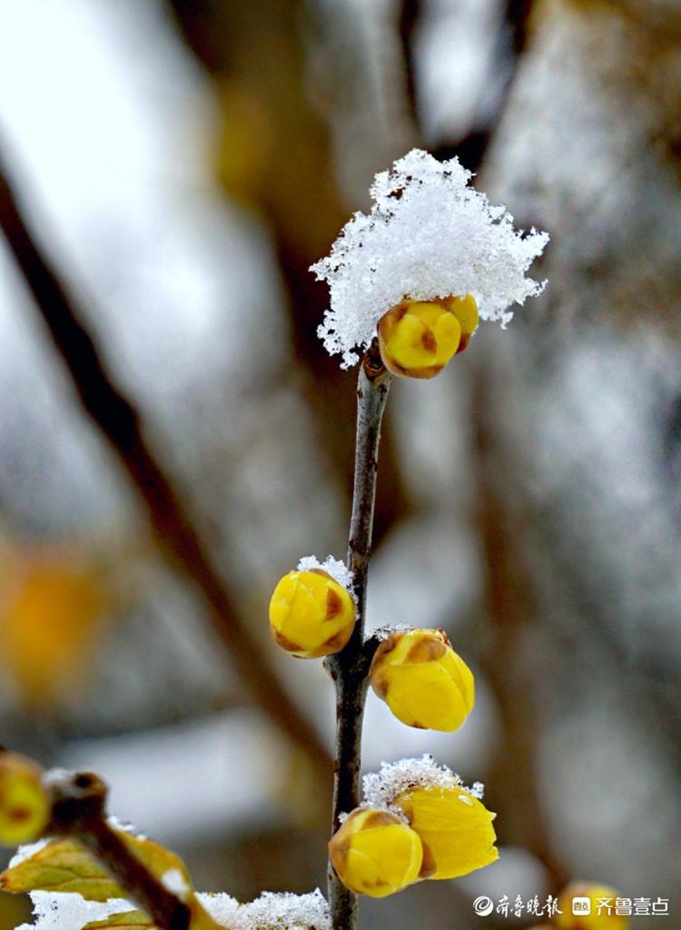 千佛山公园里，腊梅映雪