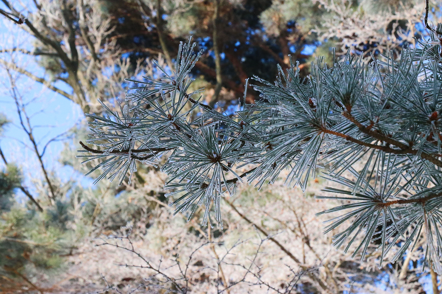 如果你也想尝试泼水成冰赶快来沂蒙山龟蒙景区体验吧(通讯员:安振彬)