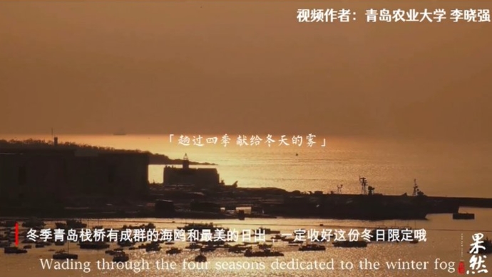 果然视频·寒假Vlog|成群海鸥和最美日出，收好这份冬日限定