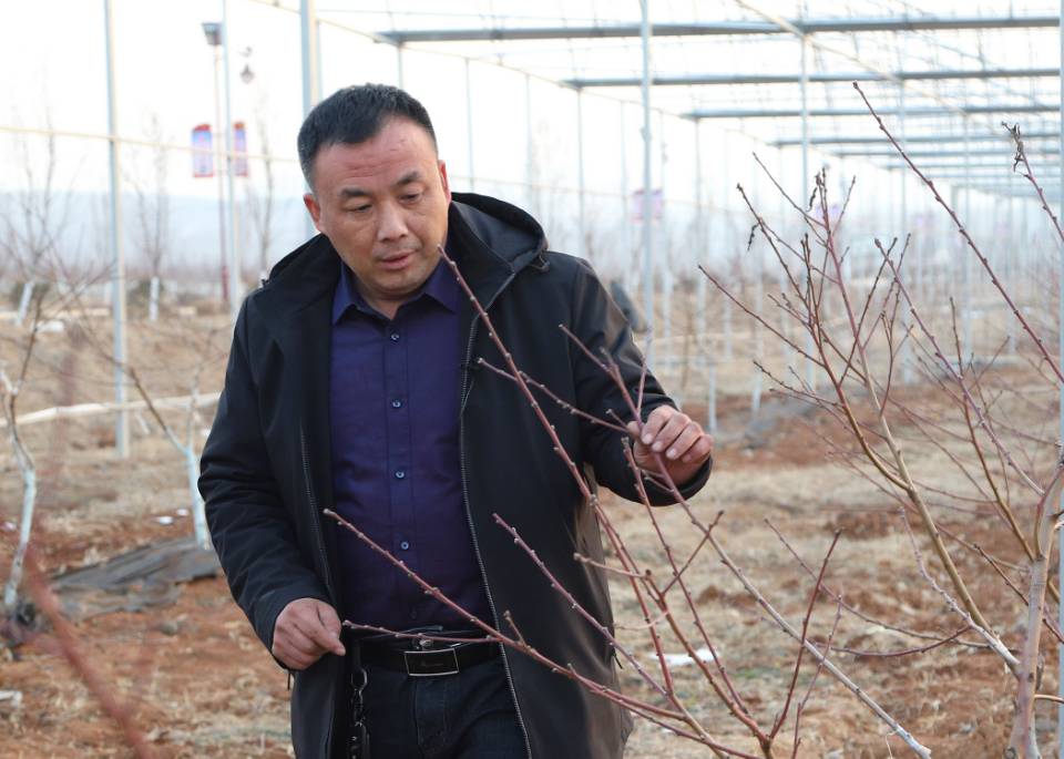 刘元华在金葵农业的桃园里(摄影 公茂栋)看到古泉村干事高效,2019年11