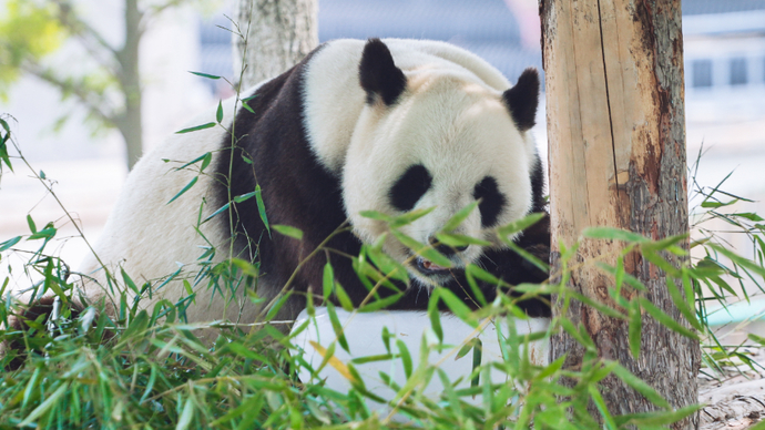 威海西霞口神鵰山野生動物世界精心準備趣味科普視頻動物來了