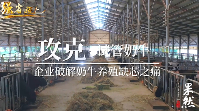 果然视频•强省路上|攻克试管奶牛，企业破解奶牛养殖缺芯之痛