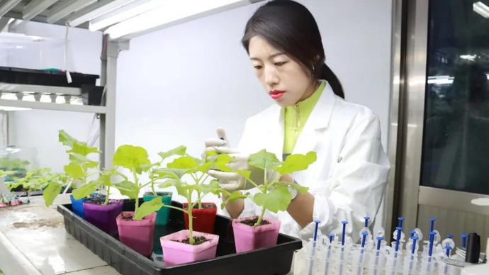 留校过年，精彩不减，山大青岛校区留校生：我在学校挺好的