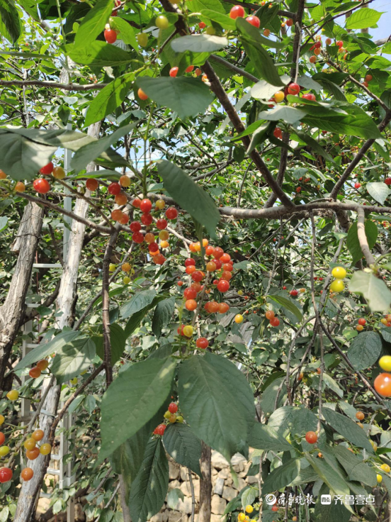 人勤春来早樱桃结果忙天宝镇小樱桃已挂满枝头
