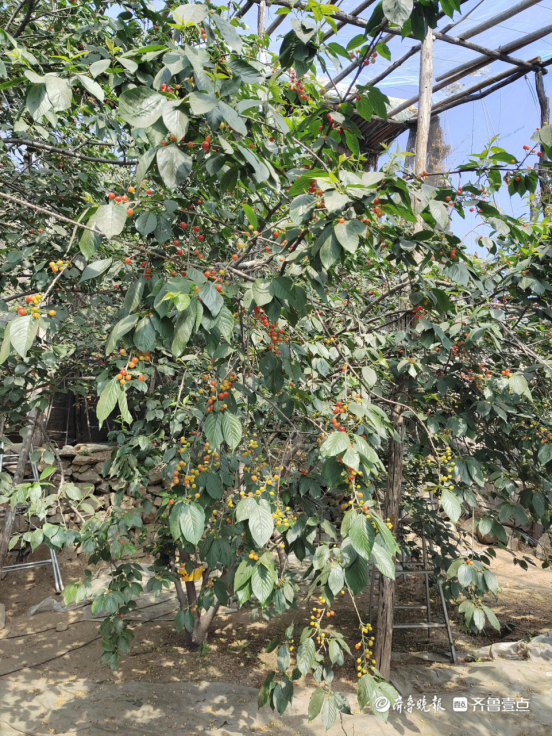 人勤春来早樱桃结果忙天宝镇小樱桃已挂满枝头