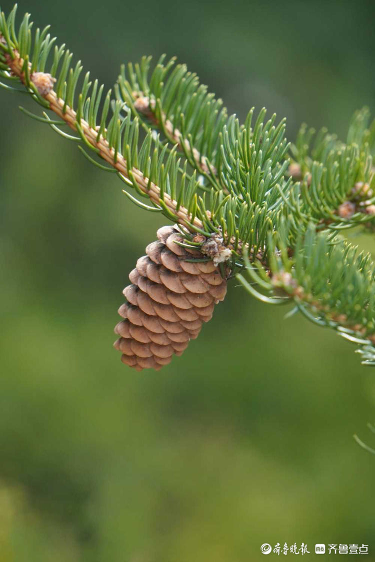 情报站|有点可爱!济南水帘峡松果挂满枝头,宛如一座座小峰塔 - 海报新