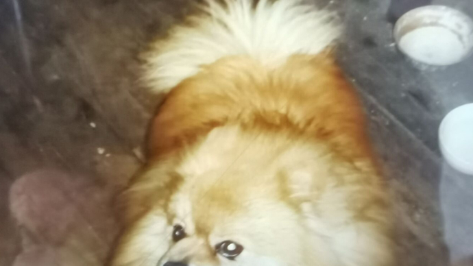 果然视频|宠物狗进医院三天死亡，治疗起纠纷