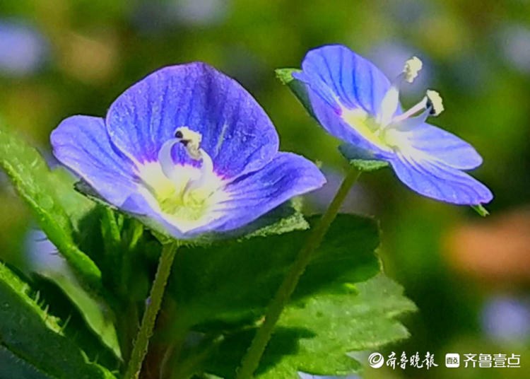 情报站|初春的蓝精灵"婆婆纳,临沂壹粉带你邂逅一场蓝色浪漫