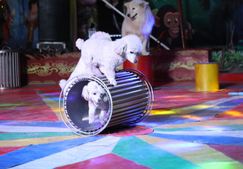 10000张马戏团门票免费送来齐鲁济宁车展看萌宠杂技