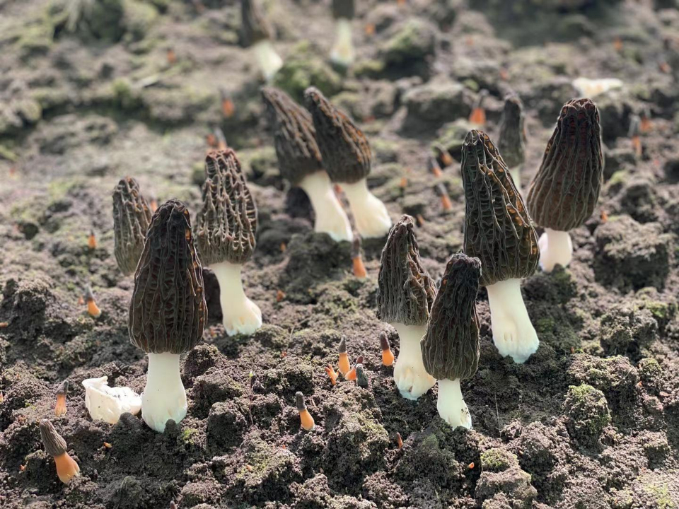 即墨:江北最大羊肚菌种植基地收获,亩产超千斤