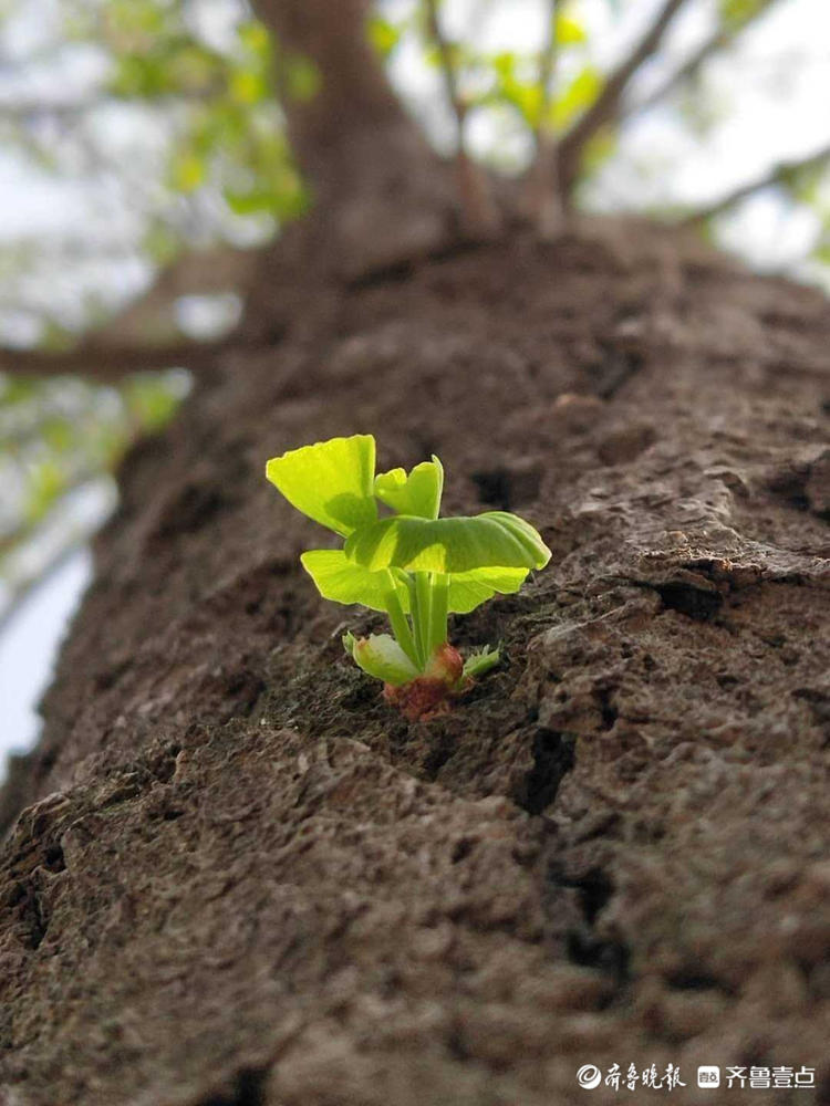情报站|生命的奇迹!临沂郯城马头古镇,银杏树干长树叶你见过吗