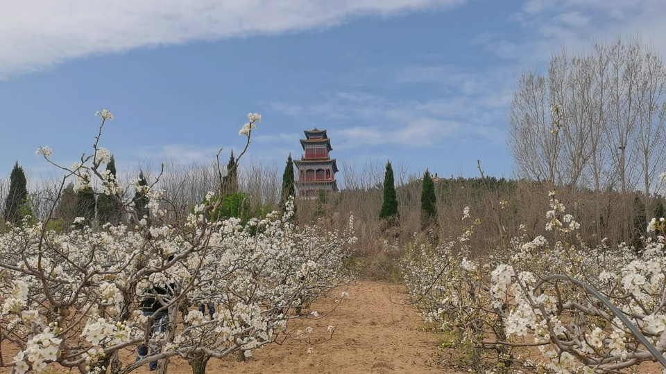 昌邑市举办第十二届山阳梨花节