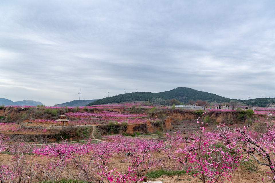 肥城万亩桃花盛开,鱼山古村汉服节启幕,人面桃花相映红-齐鲁晚报