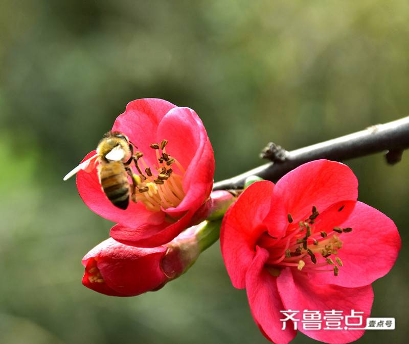 叫醒我的那朵花儿 文/魏东建-第1张图片-非凡网