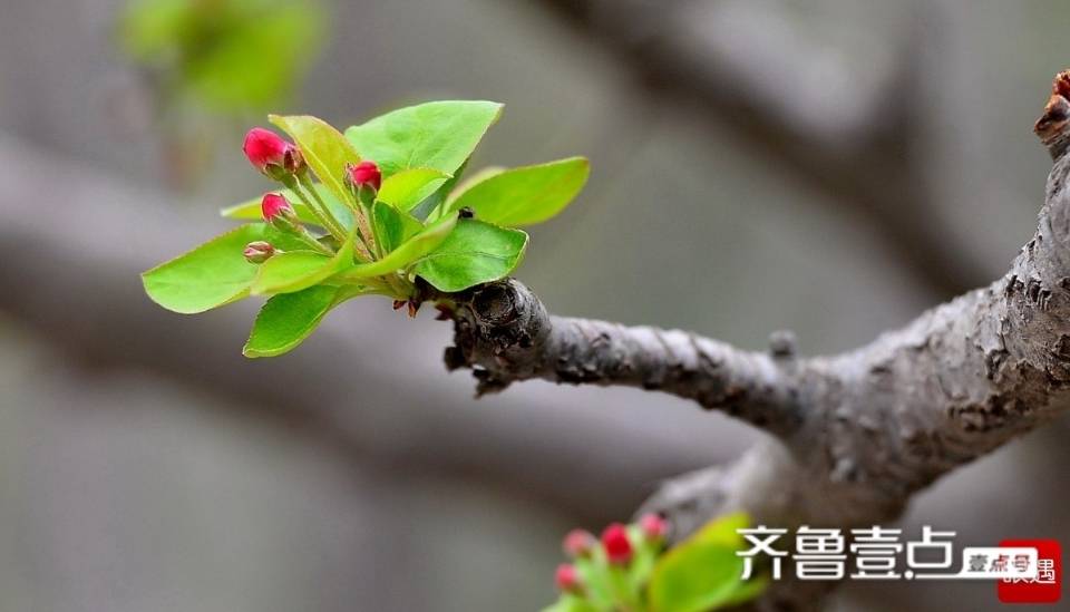 叫醒我的那朵花儿 文/魏东建-第2张图片-非凡网