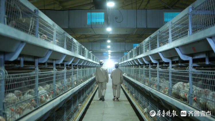 凤祥的现代化养鸡场在这里,了解得越详细,越深入,越会让人惊讶于科技