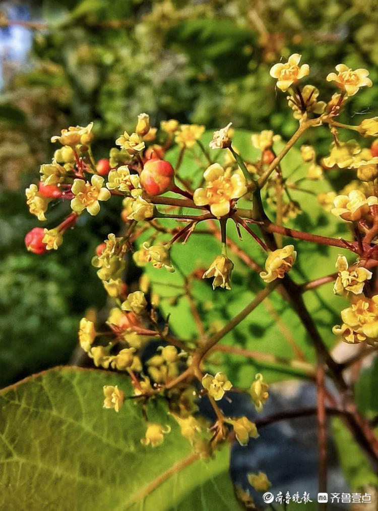 花开齐鲁济南英雄山黄栌树开花别样美抓住春天的尾巴快来赏吧