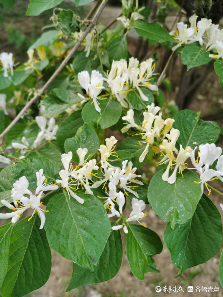 花開齊魯|一花一世界!金銀忍冬花開吐芬芳,特趕來赴春日之約