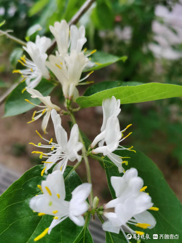 金銀忍冬花開吐芬芳,特趕來赴春日之約