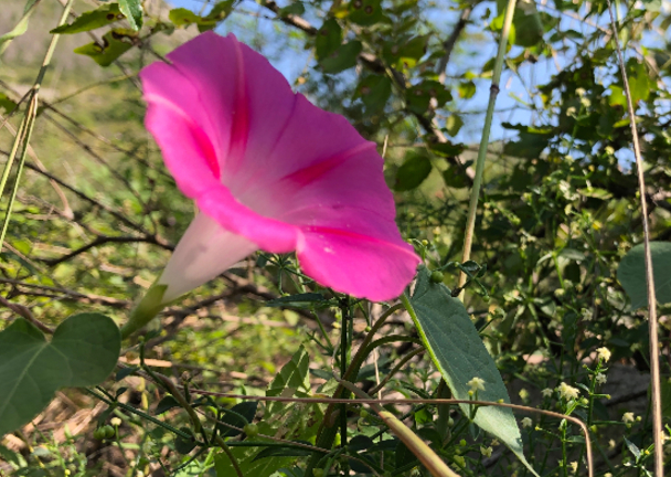诗歌：沉默的花儿-第1张图片-非凡网