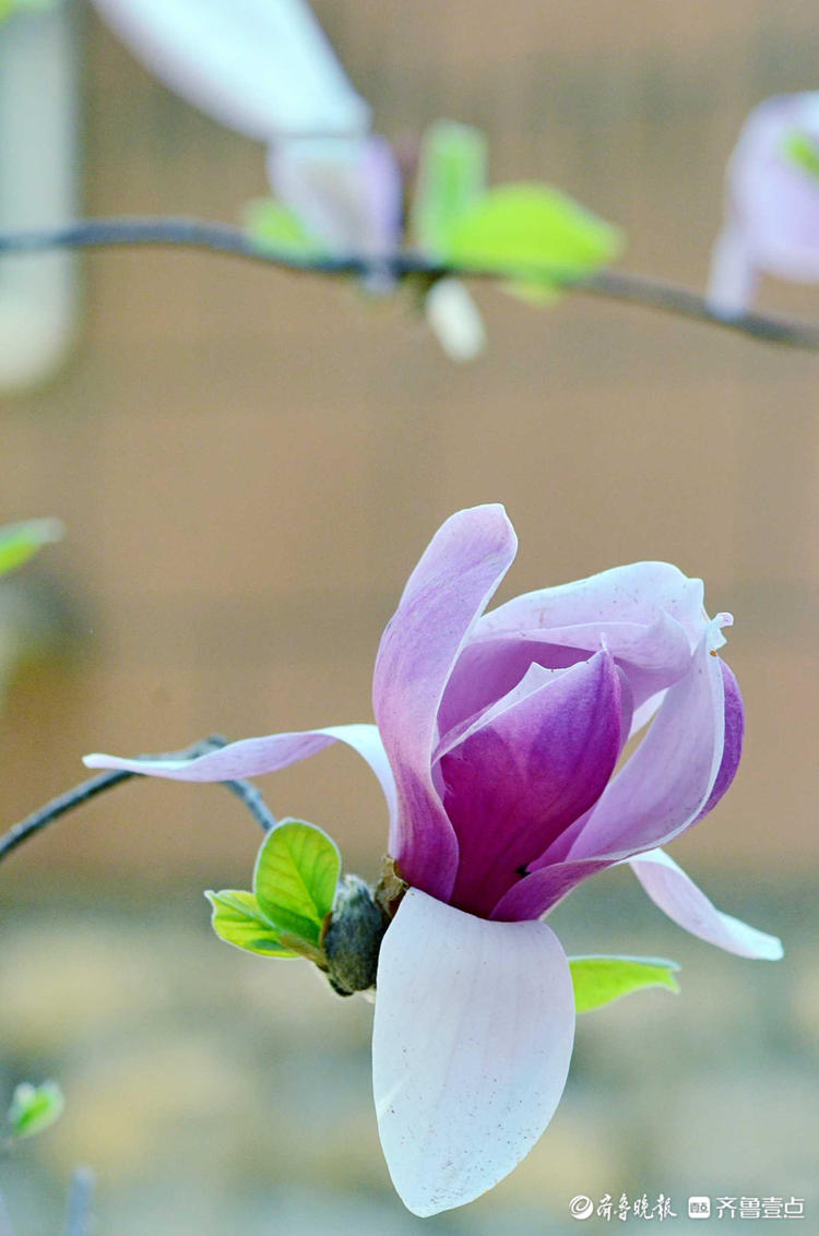 花开齐鲁皎皎白霓裳款款玉生香济南斗母泉村玉兰花美出天际