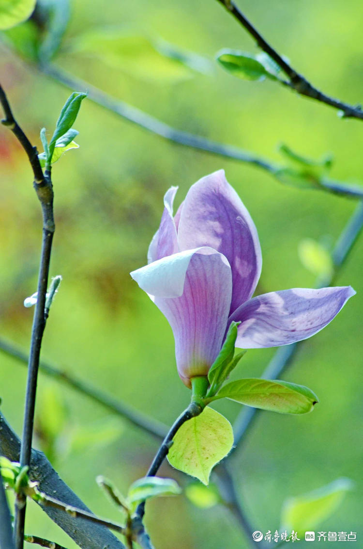花开齐鲁皎皎白霓裳款款玉生香济南斗母泉村玉兰花美出天际
