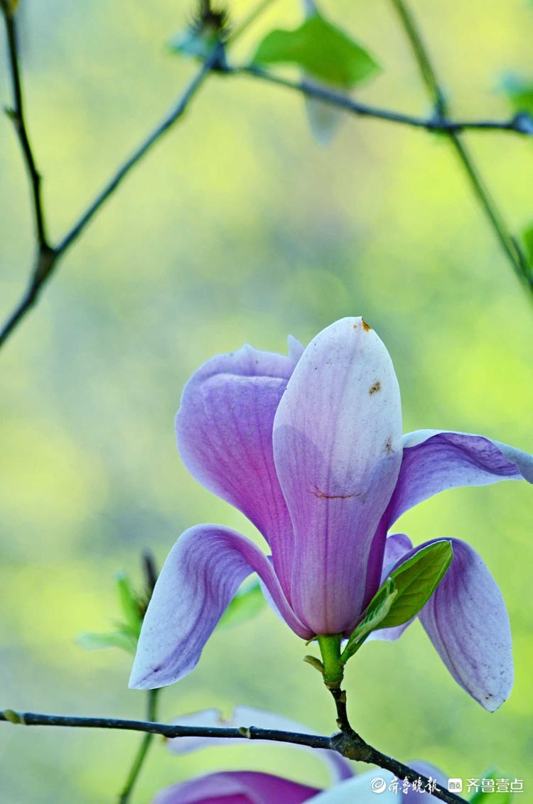 花开齐鲁皎皎白霓裳款款玉生香济南斗母泉村玉兰花美出天际
