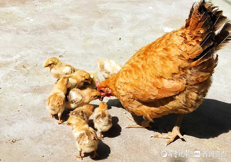 一农家院里拍摄到的,越来越少见,鸡妈妈带小鸡彰显母亲大爱