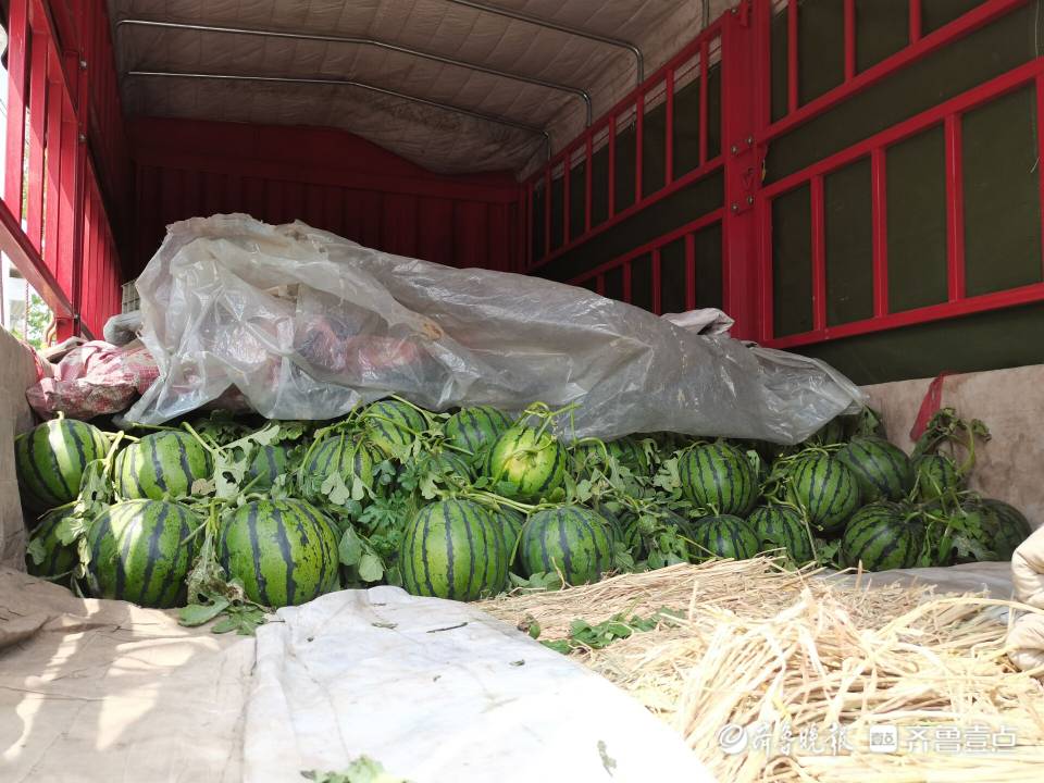 致富种植专业合作社_致富种植糖料蔗文案怎么写_致富经种植