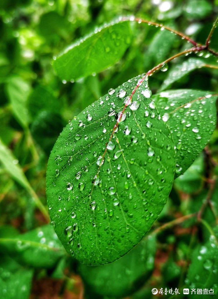 情報站雨中登山感受不一樣的景色濟南英雄山雨中風景更撩人