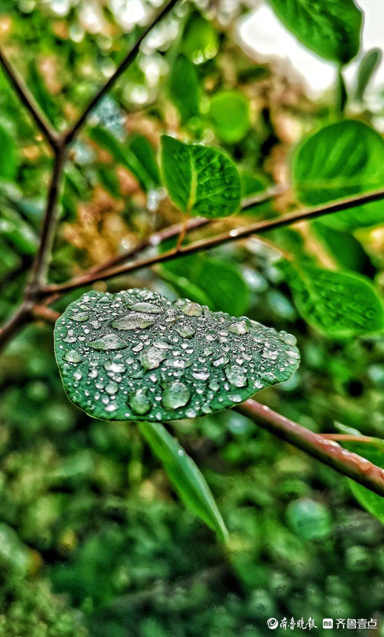 壹起過五一唯美濟南英雄山花草露珠滾雨後清晨惹人醉